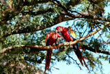 TRADE ROOTS The Macaw Chronicle: Character Sketches, Observations and Reflections