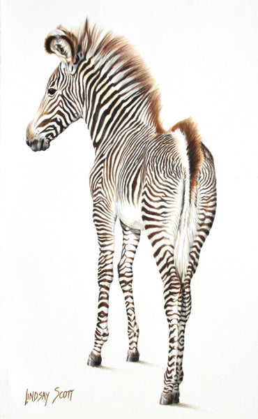 Young Grevy’s Zebra - Painting by Lindsay Scott